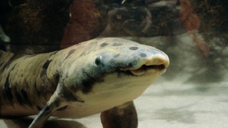 Общество: Умерла самая старая аквариумная рыба в мире