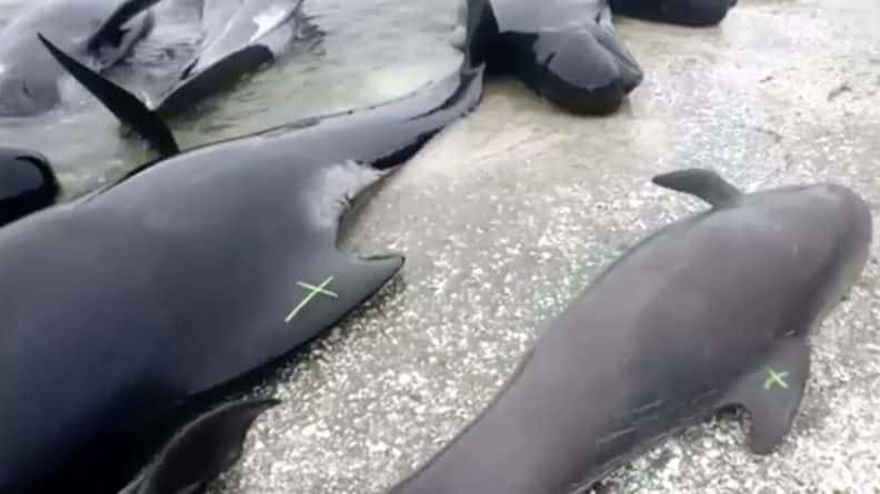 В мире: В Новой Зеландии сотни дельфинов выбросились на берег