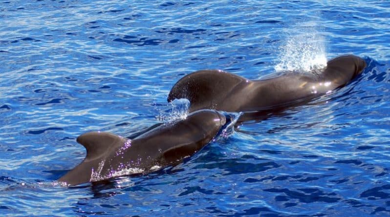 В мире: В Новой Зеландии спасли 200 дельфинов, выбросившихся на берег