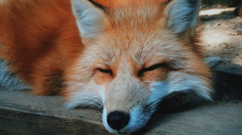 В мире: В Fox Village в Японии можно покормить с рук живых лисиц