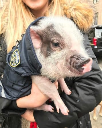 Общество: Свинка в полицейском жилете – самый очаровательный нелегал Нью-Йорка