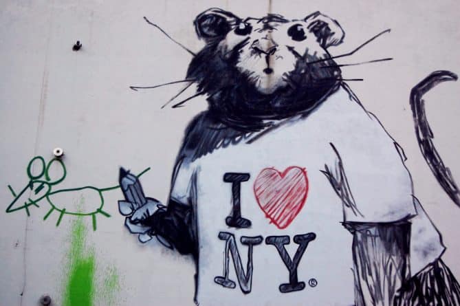 Общество: Интерактивная карта покажет самые любимые крысами районы Нью-Йорка