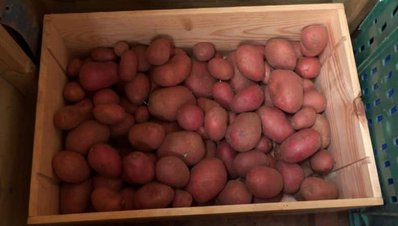 Наука: NASA: на Марсе возможно вырастить картофель