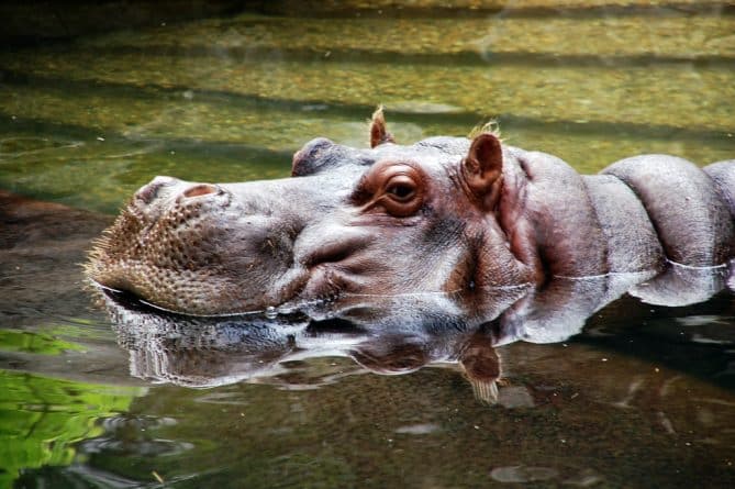 Популярное: В Лос-Анджелесском зоопарке прощаются со знаменитым бегемотом Адхамой
