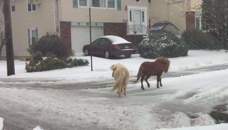 Происшествия: Два затерявшихся во время снегопада пони бродили по улицам Staten Island