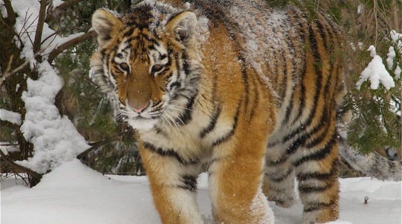 Технологии: Дрон в китайском зоопарке помогал тиграм похудеть