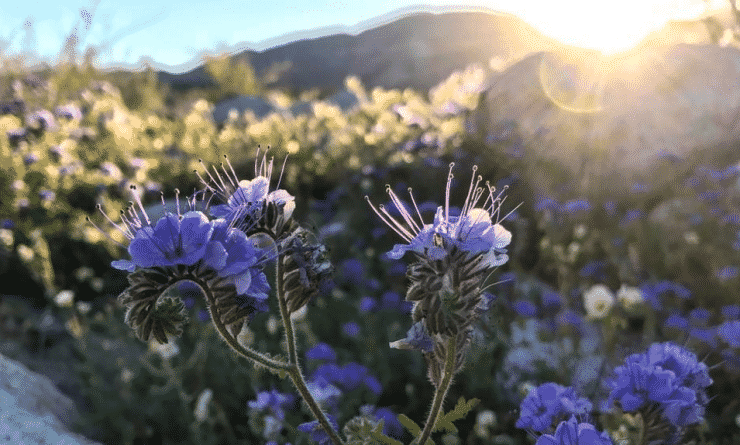 Популярное: В Калифорнийской пустыне-заповеднике Анза Боррего ожидается цветочный бум