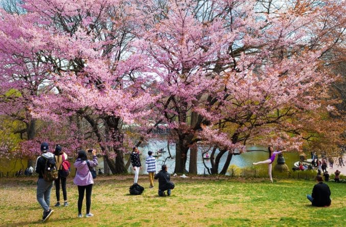 Досуг: Где в Нью-Йорке посмотреть на цветущие вишни