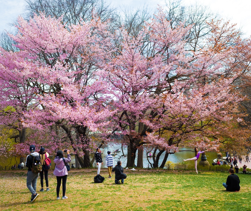 Где в Нью-Йорке посмотреть на цветущие вишни