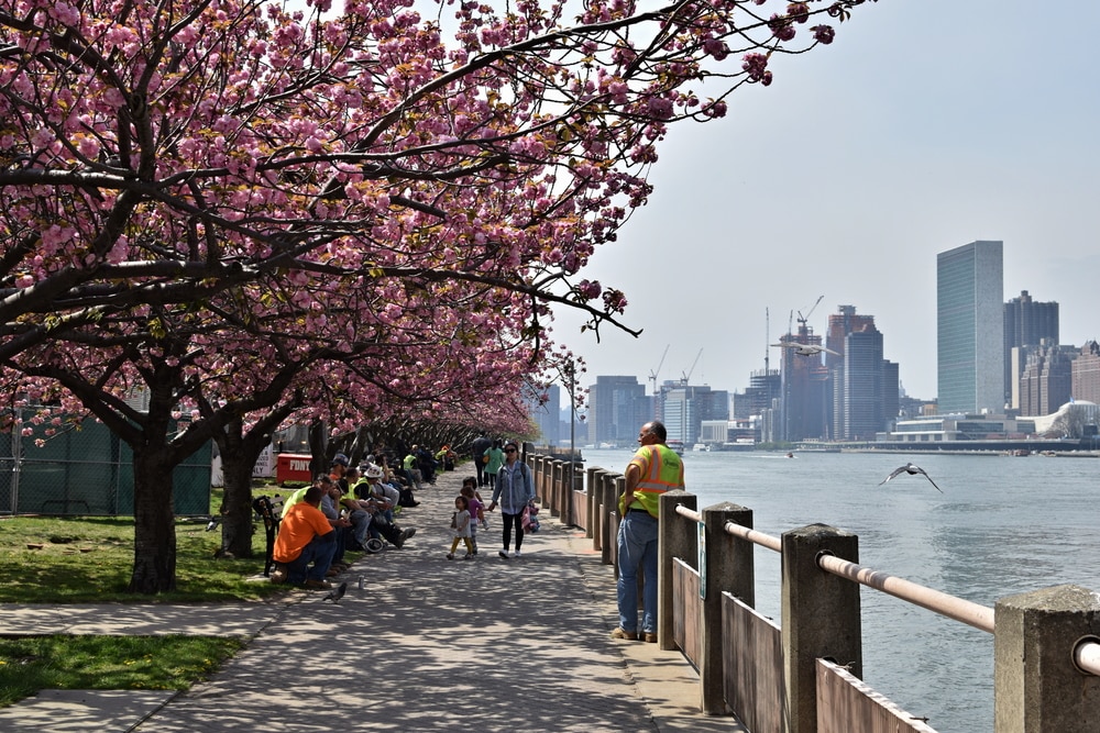 Где в Нью-Йорке посмотреть на цветущие вишни рис 3