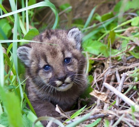 Популярное: В горах близ Лос-Анджелеса завелся очаровательный котенок горного льва