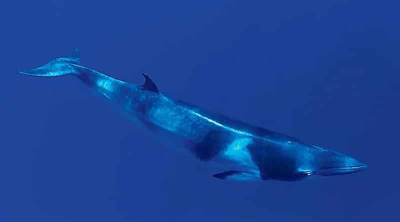 Происшествия: В Бронксе на берегу Orchard Beach застрял трехметровый кит