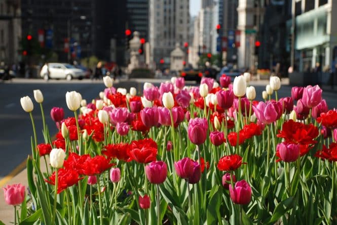 Погода: В эти выходные весна побалует Чикаго теплом
