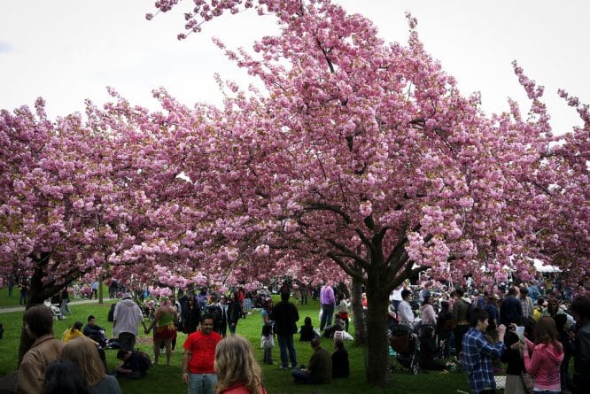 Весна в Нью-Йорке: фестивали цветущей вишни