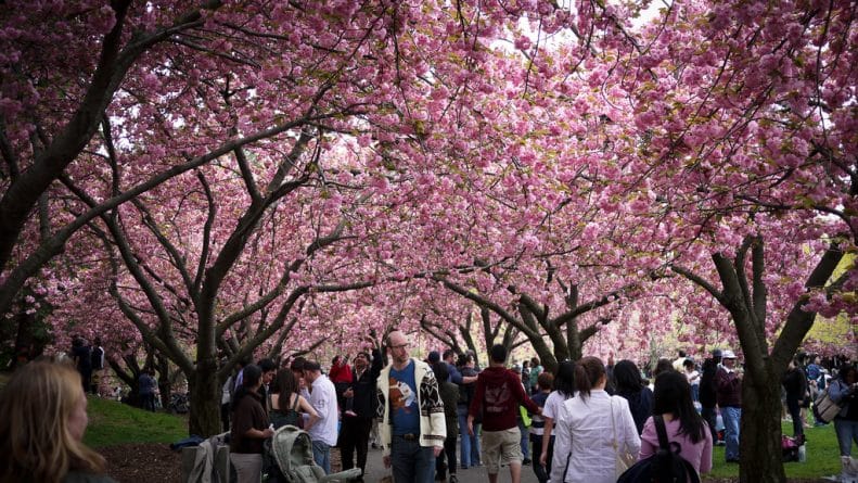 Досуг: Весна в Нью-Йорке: фестивали цветущей вишни
