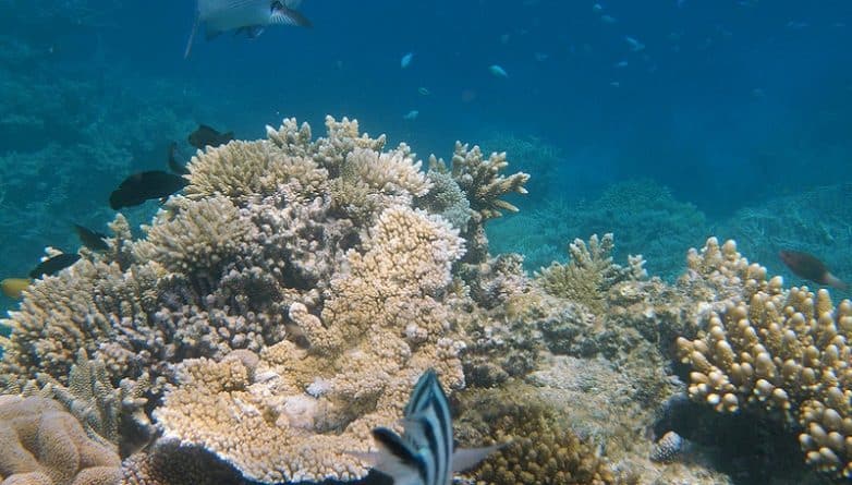 В мире: Большой барьерный риф близок к полному уничтожению
