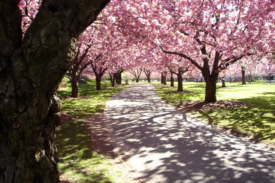 Весна в Нью-Йорке: фестивали цветущей вишни рис 3