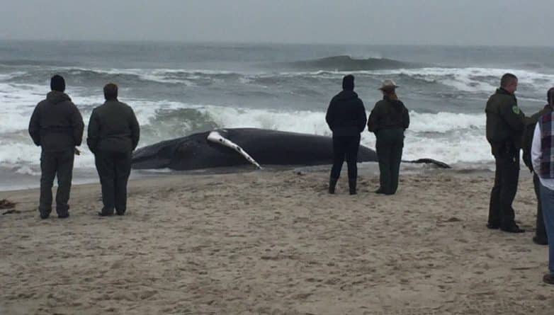 Происшествия: Мертвый кит был обнаружен на берегу Rockaway Beach