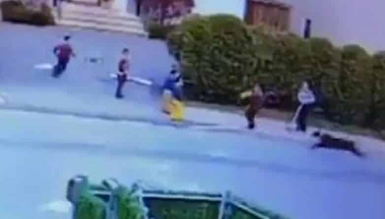 Происшествия: Питбуль напал на 3-летнего ребенка, пока тот играл на улице