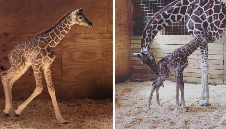 Популярное: На севере штата Нью-Йорк родился очаровательный маленький жираф