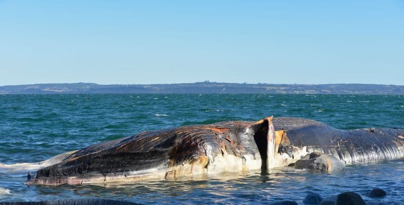 Происшествия: На калифорнийском пляже обнаружен мертвый голубой кит