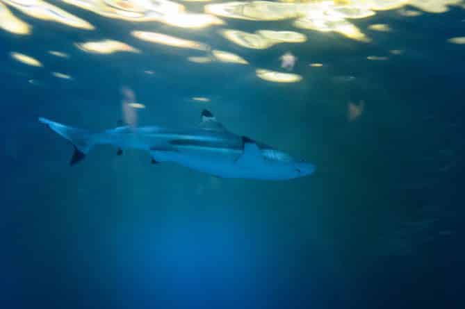 Происшествия: Пляжи Сан-Клементе закрыли из-за акул