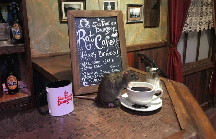Общество: Кофе за 50 долларов в компании крыс