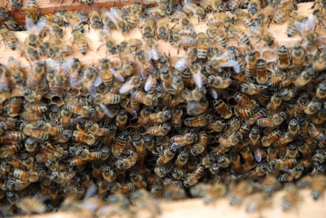 Популярное: Отставной нью-йоркский полицейский обнаружил в стене своей спальни 70 тысяч пчел