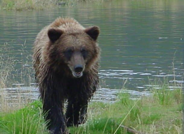 Популярное: В долине Сан-Гейбриел замечен крупный медведь: LIVE