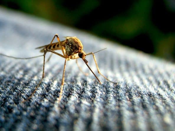 Популярное: Нью-Йорк вошел в пятерку самых наводненных комарами городов
