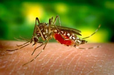 Нью-Йорк вошел в пятерку самых наводненных комарами городов