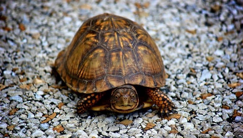 Общество: Водителей Нью-Йорка просят быть осторожнее на дорогах в сезон кладки яиц черепахами