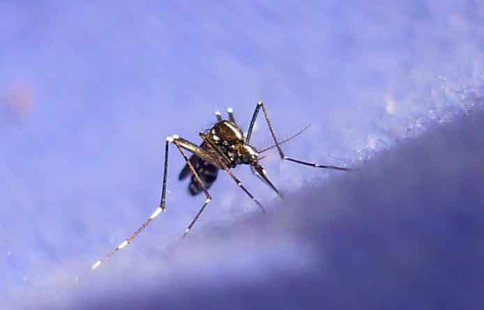 Полезное: Лето в Нью-Йорке: как защититься от комаров