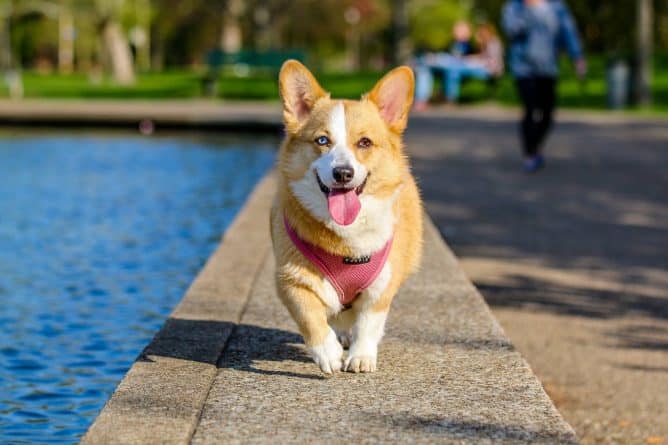 Общество: Бобики Нью-Йорка: самые популярные собачьи клички в городе