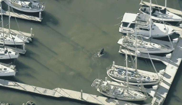 Популярное: В гавани Вентура застрял девятиметровый подросток кита