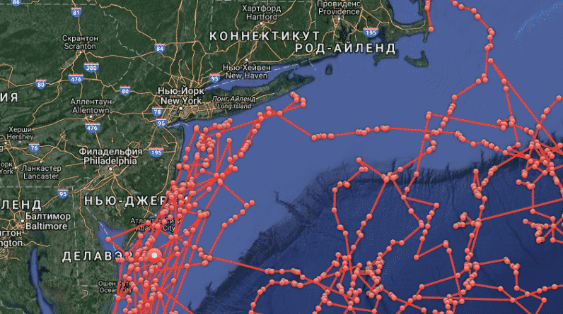 Общество: Осторожно: акулы! На пляжах Нью-Джерси и Делавэра замечены крупные хищники
