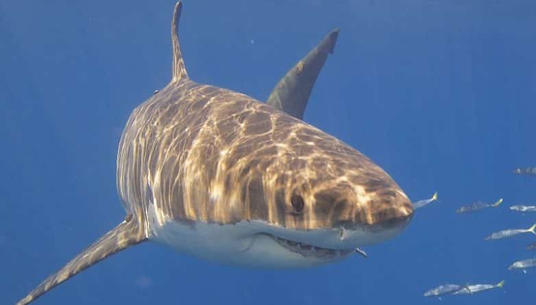 Общество: Большие белые акулы были замечены в водах Нью-Йорка