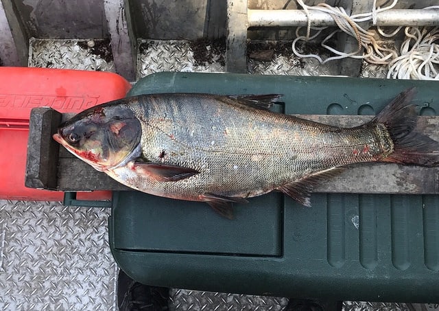 Общество: В реке Чикаго появилась опасная азиатская рыба (фото)