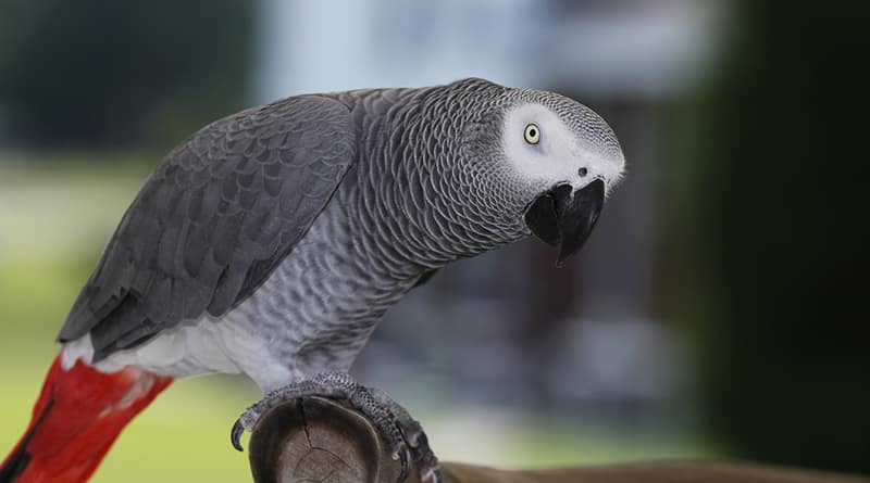 Происшествия: Попугай Рома, говорящий по-русски, потерялся в Куинсе