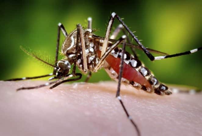 Здоровье: Комары-переносчики вируса Зика появились в Лос-Анджелесе и Лонг-Бич