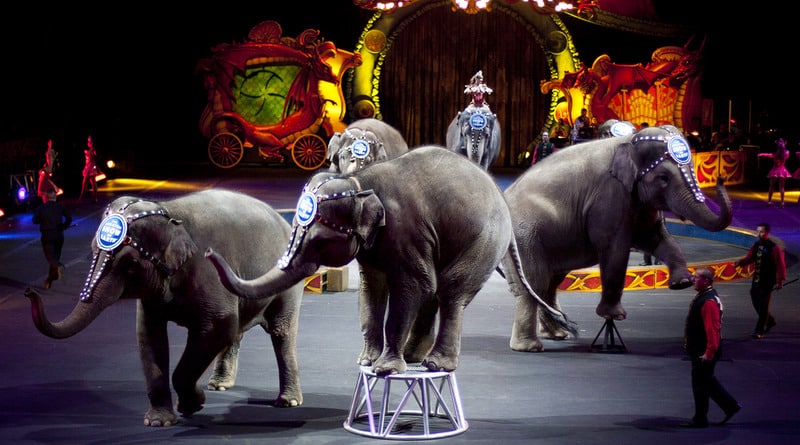 Общество: В Нью-Йорке запретили цирковые представления с дикими животными