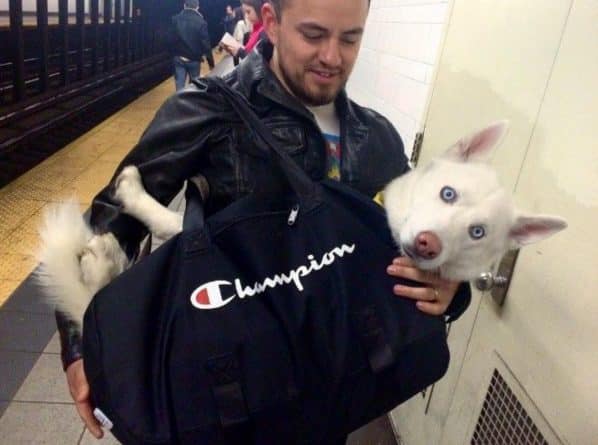 Общество: Собачья контрабанда: ньюйоркцы знают, как обойти систему (фото)