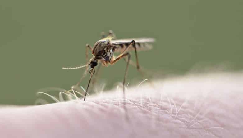 Общество: В Нью-Йорке обнаружили комаров-разносчиков лихорадки Западного Нила