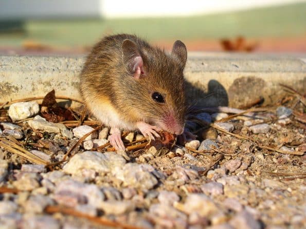 Видео: Маленькая мышка стала причиной паники в метро