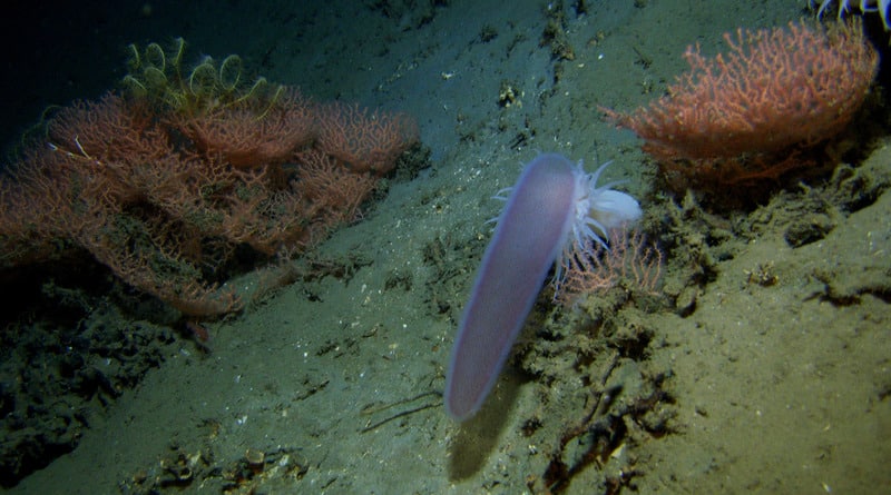 Наука: В водах Калифорнии обнаружили необычных светящихся существ