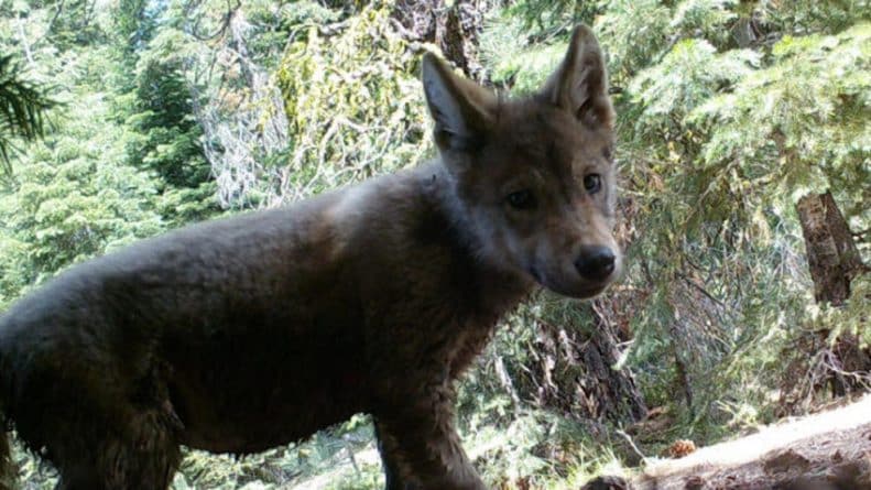 Общество: В Северной Калифорнии появились очаровательные волчата (фото)