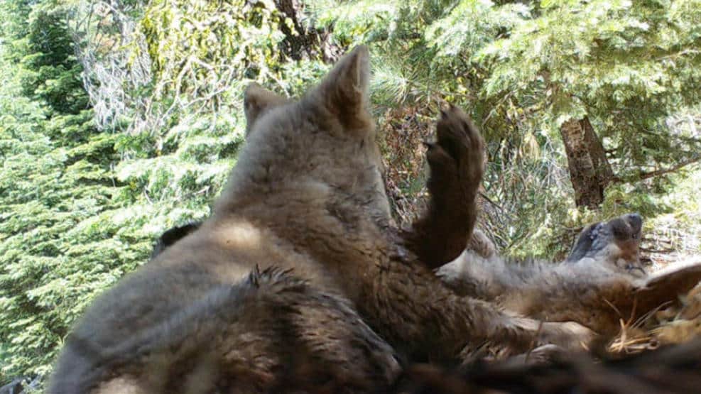 Общество: В Северной Калифорнии появились очаровательные волчата (фото) рис 2