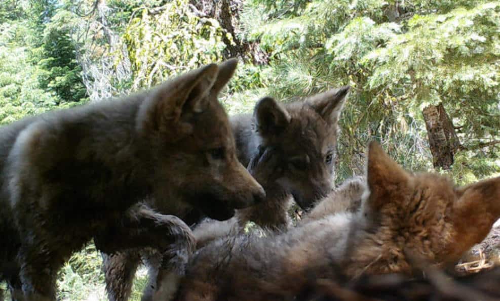 Общество: В Северной Калифорнии появились очаровательные волчата (фото) рис 4