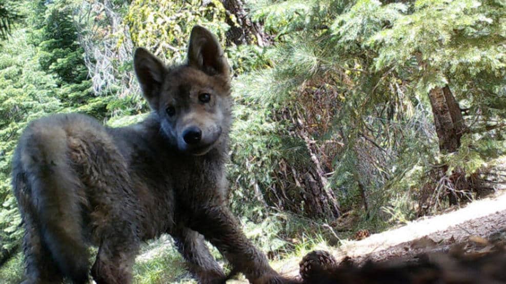 Общество: В Северной Калифорнии появились очаровательные волчата (фото) рис 5
