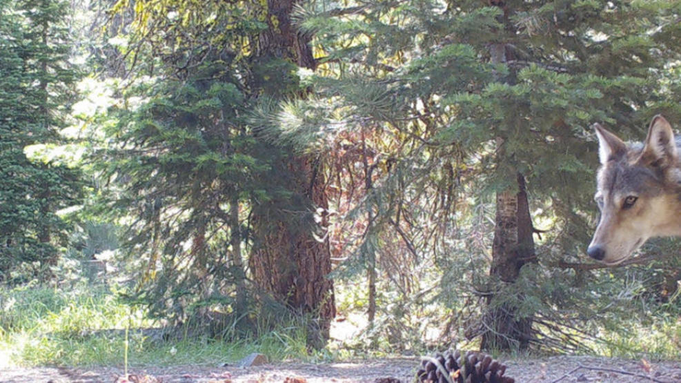 Общество: В Северной Калифорнии появились очаровательные волчата (фото) рис 3